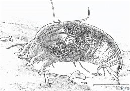 mite Shafukan Masu Launi Da Ake Bugawa